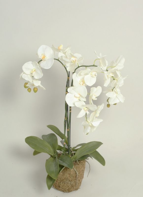 living home plante
