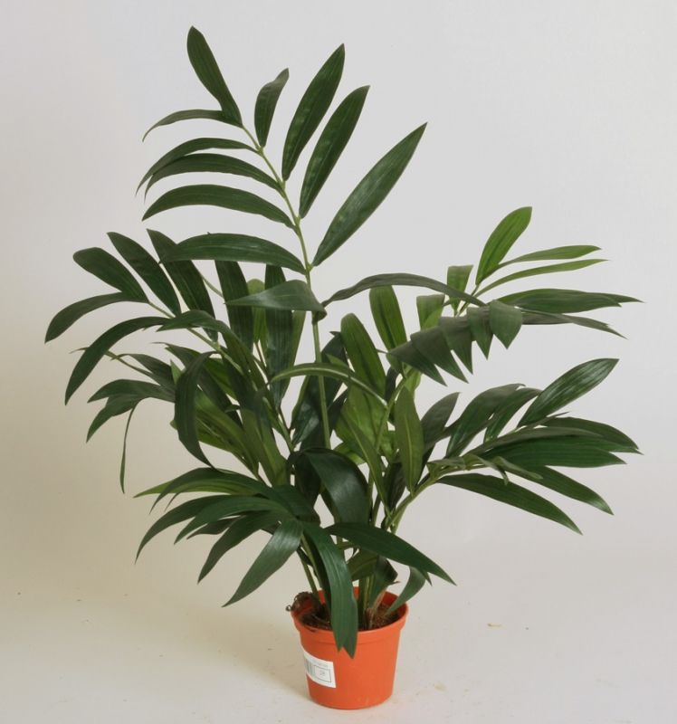 living home plante