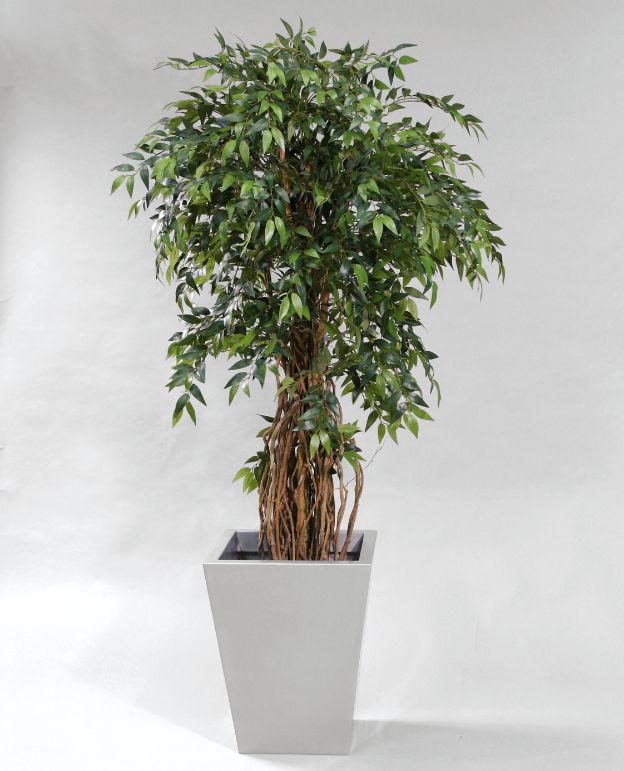 living home plante