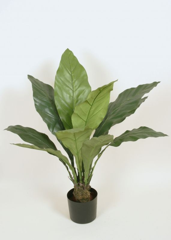 living home plante