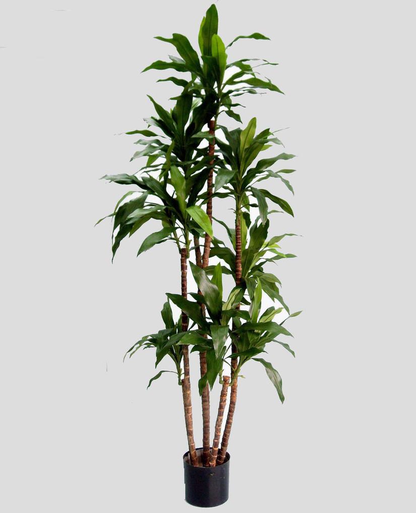 living home plante