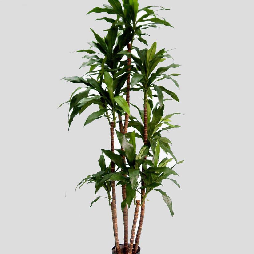 living home plante