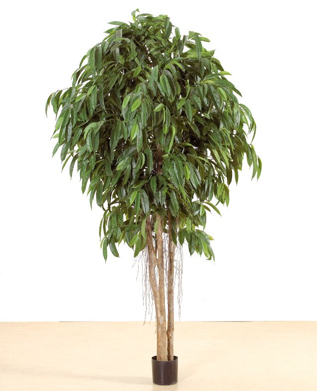 living home plante
