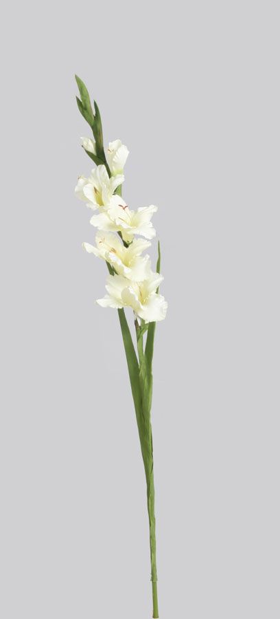 living home plante