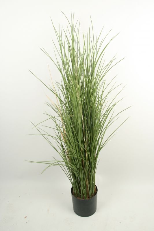 living home plante