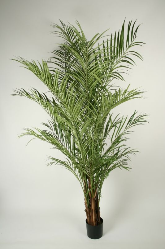 living home plante
