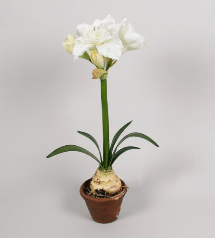 living home plante
