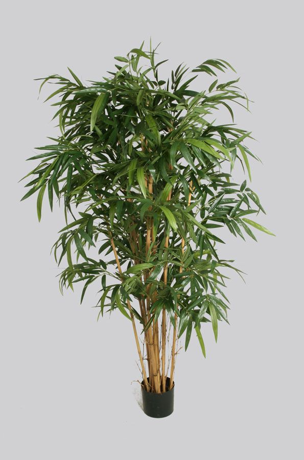 living home plante