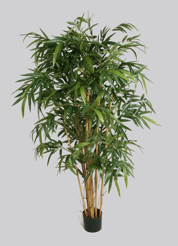 living home plante