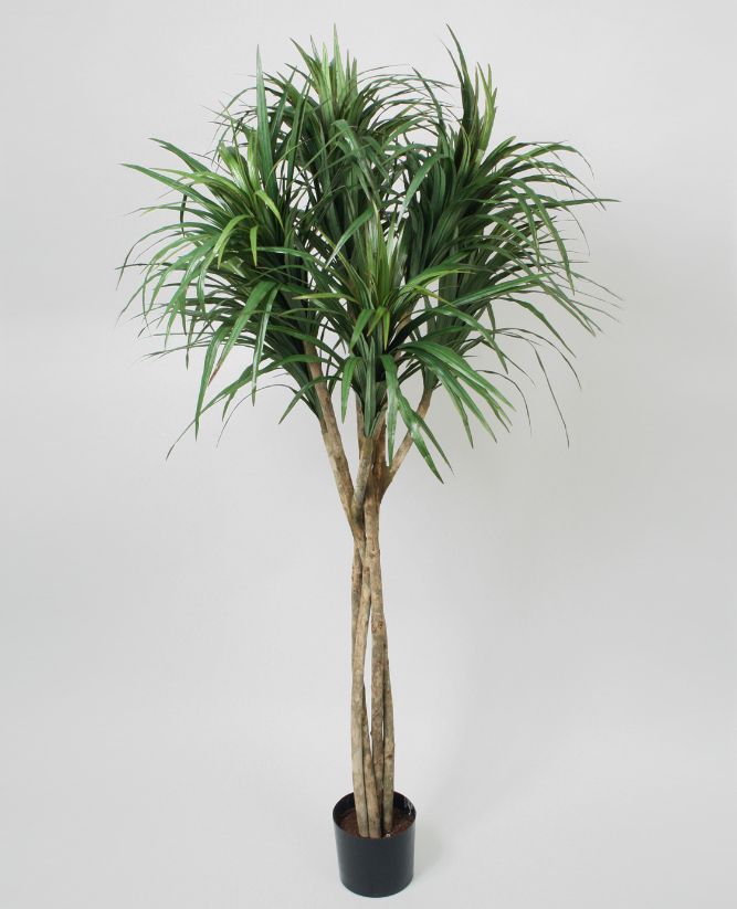 living home plante