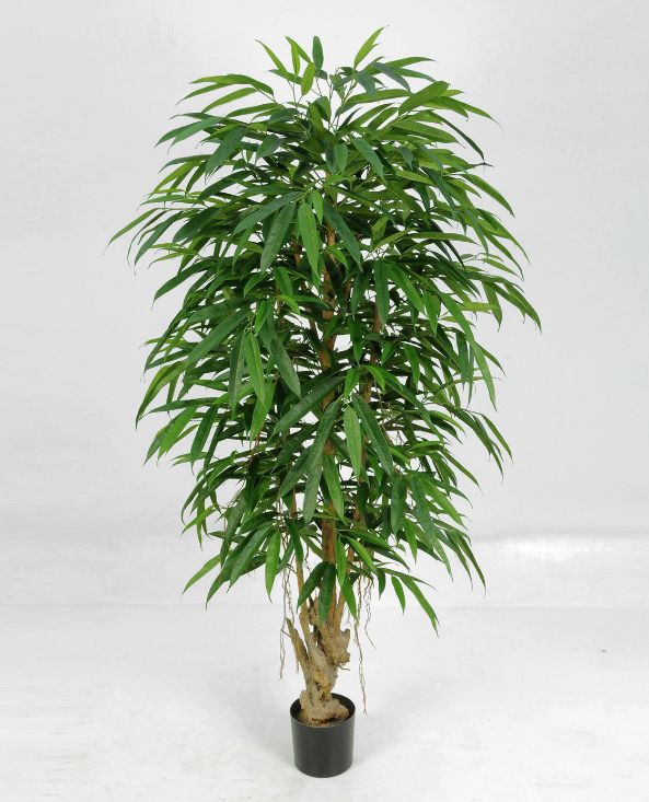 living home plante