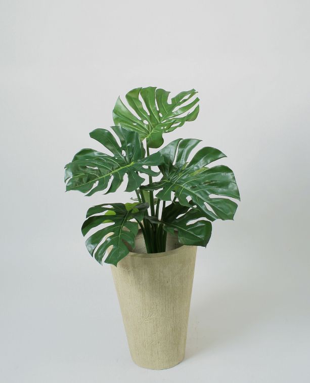 living home plante
