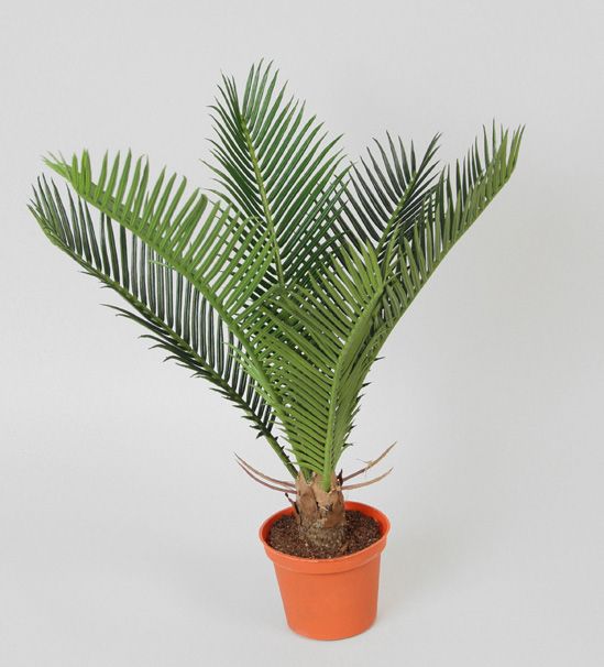 living home plante
