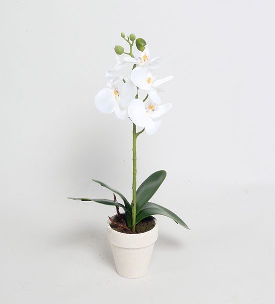 living home plante
