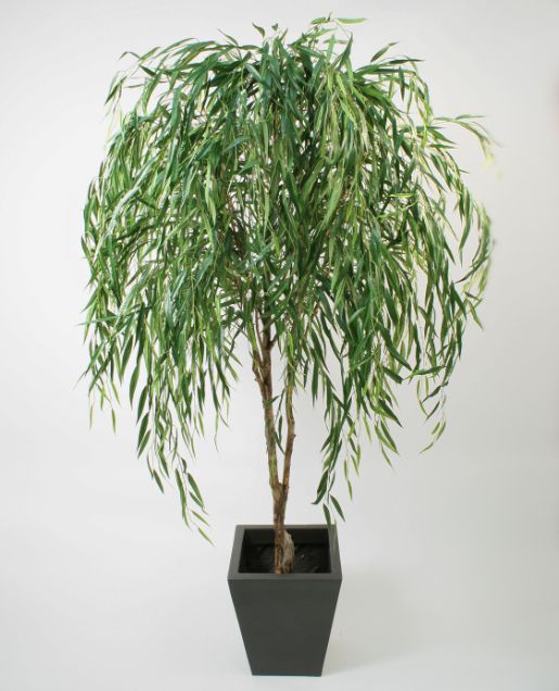 living home plante