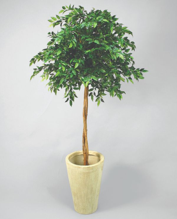 living home plante