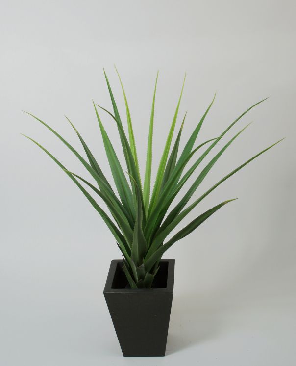 living home plante