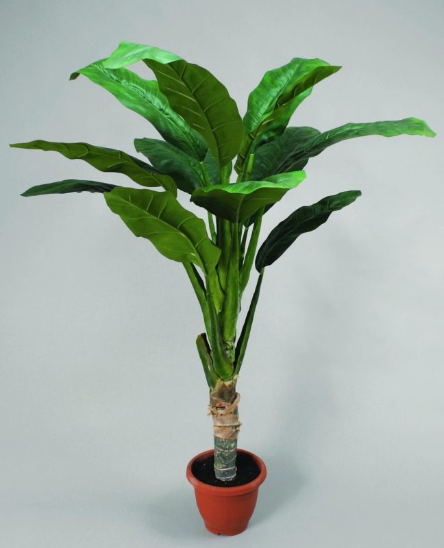 living home plante