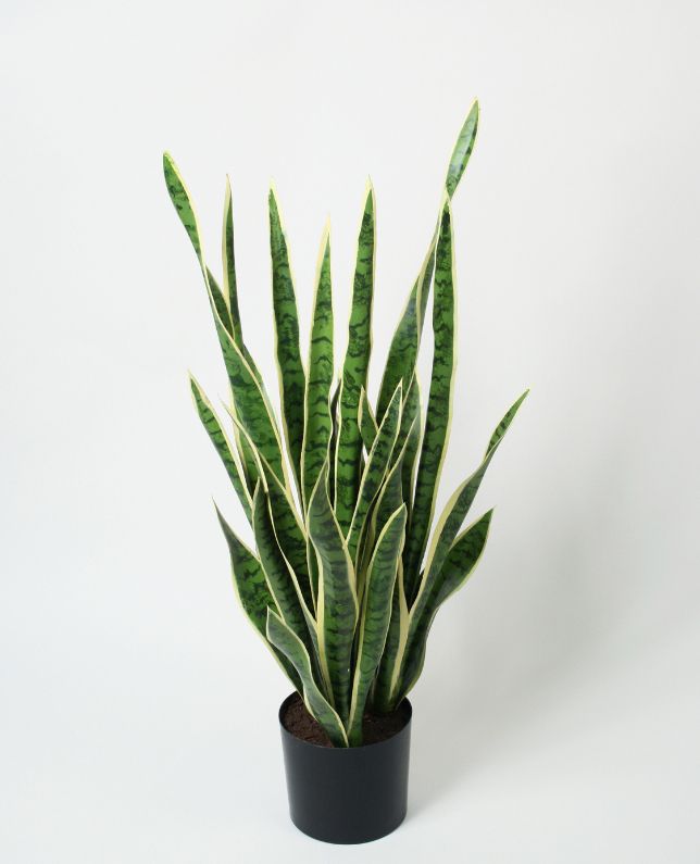 living home plante