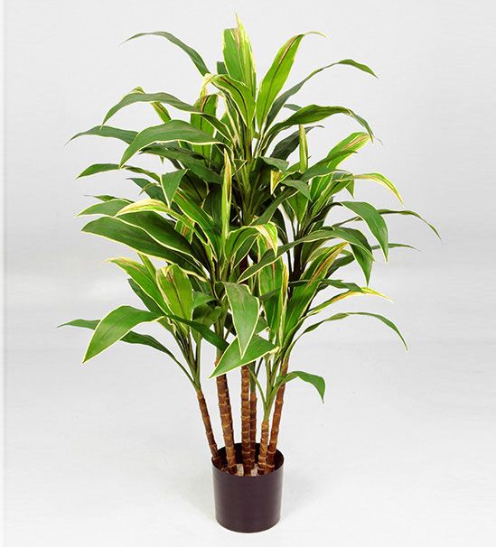 living home plante