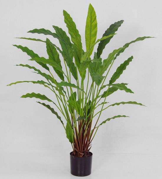 living home plante