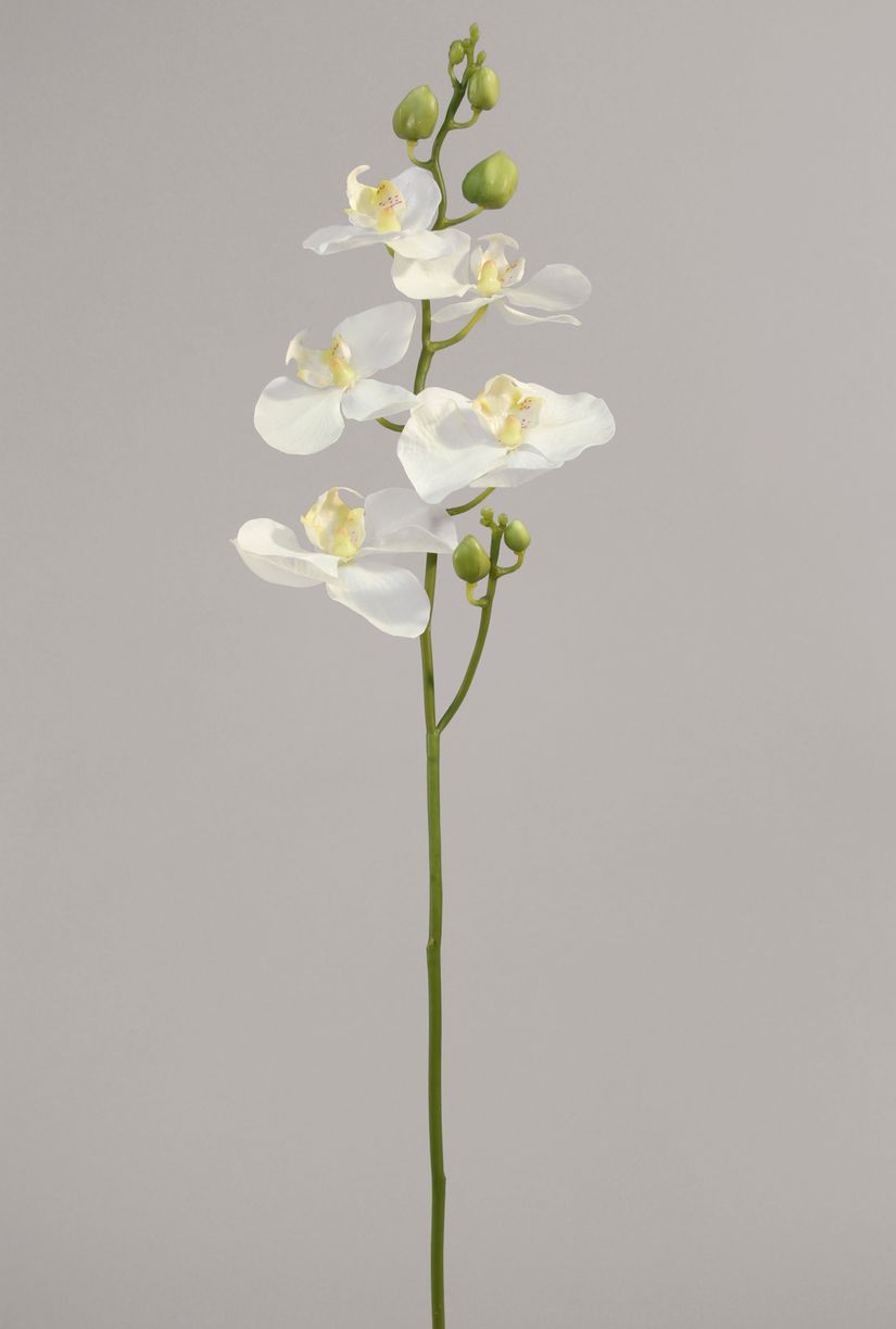 living home plante