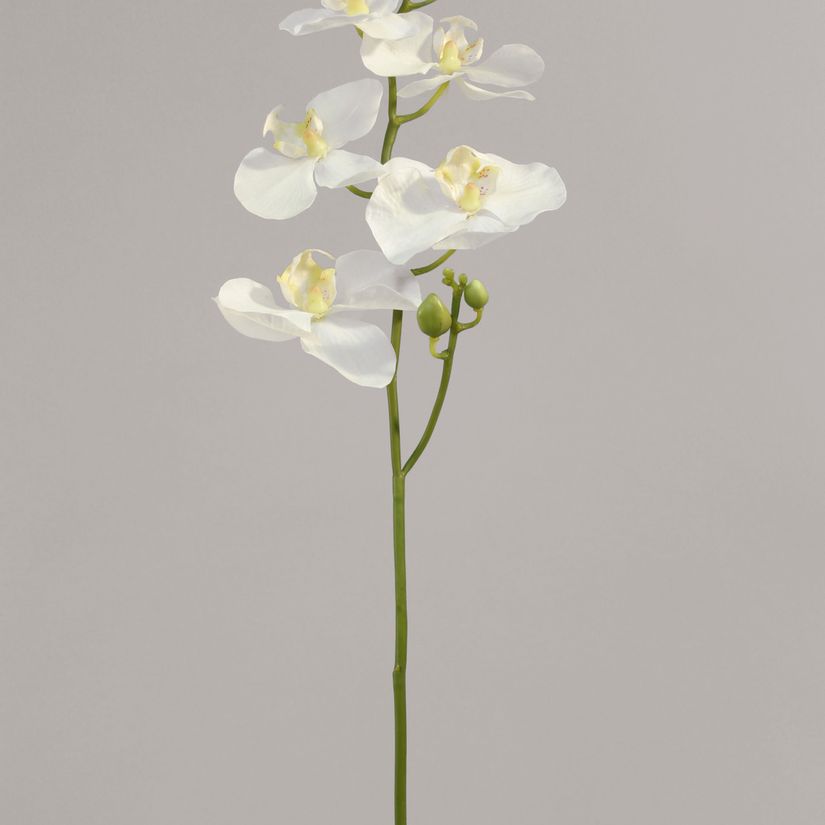 living home plante